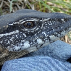 Varanus rosenbergi at Namadgi National Park - 2 Feb 2019