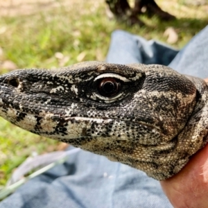 Varanus rosenbergi at Namadgi National Park - 9 Dec 2020