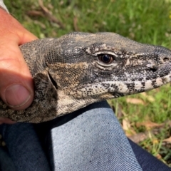 Varanus rosenbergi at Namadgi National Park - 9 Dec 2020