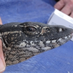 Varanus rosenbergi (Heath or Rosenberg's Monitor) at Booth, ACT - 21 Oct 2020 by DonFletcher