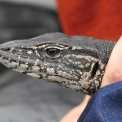 Varanus rosenbergi (Heath or Rosenberg's Monitor) at Namadgi National Park - 28 Oct 2021 by DonFletcher