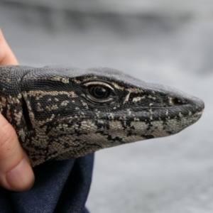 Varanus rosenbergi at Namadgi National Park - suppressed