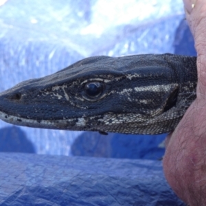 Varanus rosenbergi at Namadgi National Park - 12 Oct 2020