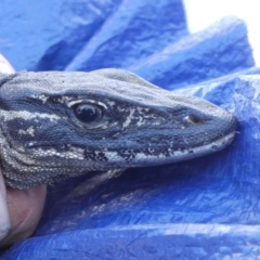 Varanus rosenbergi at Namadgi National Park - suppressed