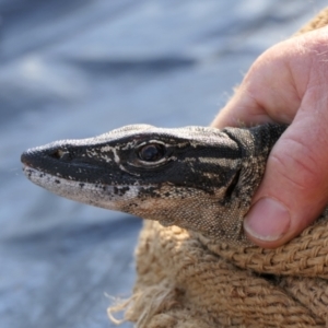 Varanus rosenbergi at Namadgi National Park - suppressed