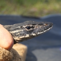 Varanus rosenbergi at Namadgi National Park - 12 Oct 2020