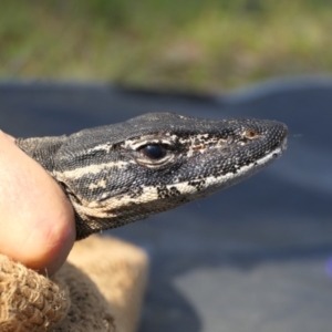 Varanus rosenbergi at Namadgi National Park - suppressed