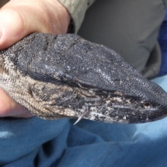 Varanus rosenbergi (Heath or Rosenberg's Monitor) at Booth, ACT - 13 Oct 2020 by DonFletcher