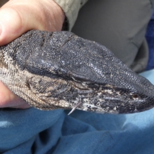 Varanus rosenbergi at Namadgi National Park - 13 Oct 2020