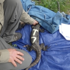 Varanus rosenbergi at Namadgi National Park - 13 Oct 2020