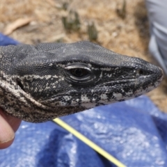 Varanus rosenbergi (Heath or Rosenberg's Monitor) at Namadgi National Park - 13 Dec 2019 by DonFletcher