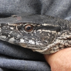 Varanus rosenbergi (Heath or Rosenberg's Monitor) at Namadgi National Park - 13 Dec 2019 by DonFletcher