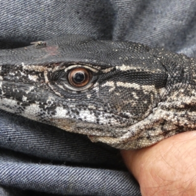 Varanus rosenbergi (Heath or Rosenberg's Monitor) at Booth, ACT - 13 Dec 2019 by DonFletcher