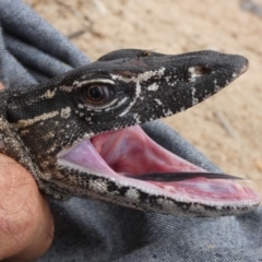 Varanus rosenbergi at Namadgi National Park - suppressed