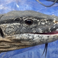 Varanus rosenbergi (Heath or Rosenberg's Monitor) at Namadgi National Park - 30 Nov 2018 by DonFletcher