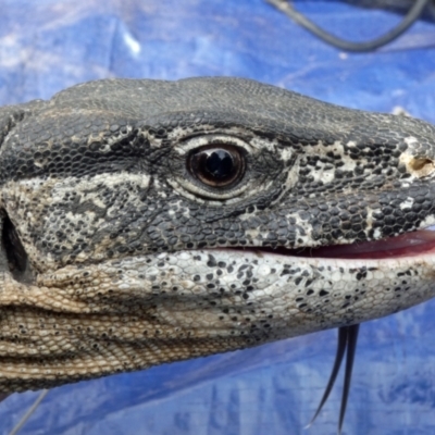 Varanus rosenbergi (Heath or Rosenberg's Monitor) at Namadgi National Park - 30 Nov 2018 by DonFletcher