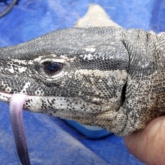 Varanus rosenbergi at Namadgi National Park - suppressed