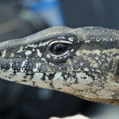 Varanus rosenbergi (Heath or Rosenberg's Monitor) at Booth, ACT - 18 Mar 2022 by DonFletcher