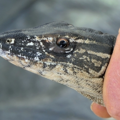 Varanus rosenbergi (Heath or Rosenberg's Monitor) at Booth, ACT - 31 Oct 2021 by DonFletcher