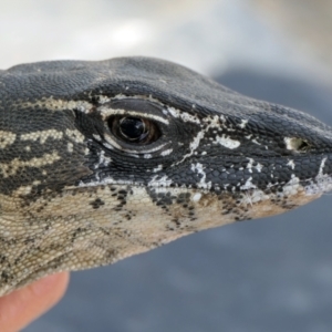 Varanus rosenbergi at Namadgi National Park - 31 Oct 2021