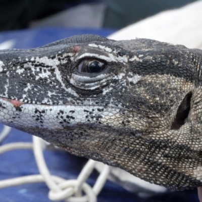 Varanus rosenbergi (Heath or Rosenberg's Monitor) at Booth, ACT - 21 Oct 2020 by DonFletcher