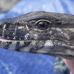 Varanus rosenbergi (Heath or Rosenberg's Monitor) at Booth, ACT - 19 Oct 2020 by DonFletcher