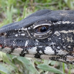 Varanus rosenbergi (Heath or Rosenberg's Monitor) at Booth, ACT - 30 Nov 2018 by DonFletcher