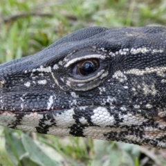 Varanus rosenbergi at Namadgi National Park - 30 Nov 2018