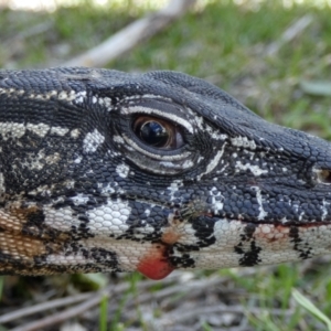 Varanus rosenbergi at Namadgi National Park - 30 Nov 2018