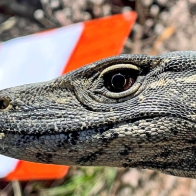 Varanus rosenbergi (Heath or Rosenberg's Monitor) at Namadgi National Park - 2 Apr 2021 by DonFletcher