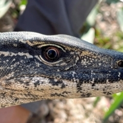 Varanus rosenbergi at Namadgi National Park - suppressed