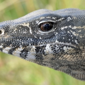 Varanus rosenbergi at Namadgi National Park - suppressed