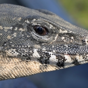 Varanus rosenbergi at Namadgi National Park - 5 Apr 2022