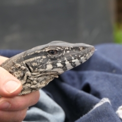 Varanus rosenbergi (Heath or Rosenberg's Monitor) at Namadgi National Park - 31 Oct 2021 by DonFletcher