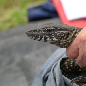 Varanus rosenbergi at Namadgi National Park - 31 Oct 2021