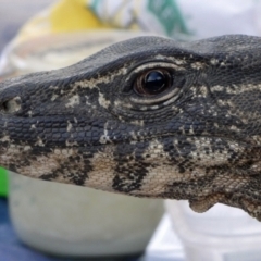 Varanus rosenbergi (Heath or Rosenberg's Monitor) at Namadgi National Park - 21 Oct 2020 by DonFletcher