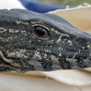 Varanus rosenbergi at Namadgi National Park - 21 Oct 2020