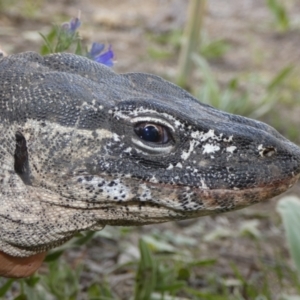 Varanus rosenbergi at Namadgi National Park - 30 Nov 2018