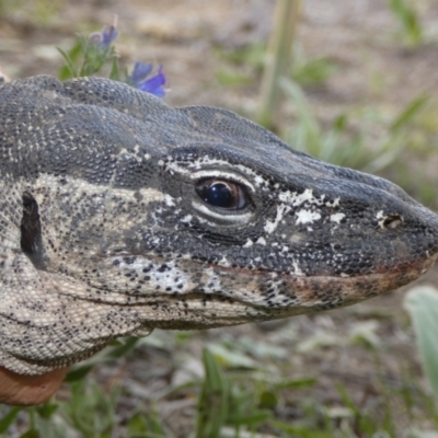 Varanus rosenbergi (Heath or Rosenberg's Monitor) at Namadgi National Park - 30 Nov 2018 by DonFletcher