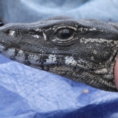 Varanus rosenbergi (Heath or Rosenberg's Monitor) at Namadgi National Park - 21 Oct 2020 by DonFletcher