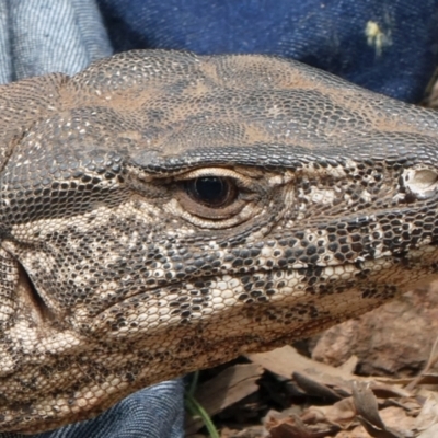 Varanus rosenbergi (Heath or Rosenberg's Monitor) at Undefined - 11 Oct 2022 by DonFletcher