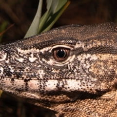 Varanus rosenbergi (Heath or Rosenberg's Monitor) at Mount Majura - 11 Dec 2022 by DonFletcher