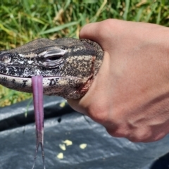 Varanus rosenbergi at Test Map with David - suppressed