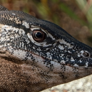 Varanus rosenbergi at Test Map with David - suppressed