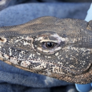 Varanus rosenbergi at Mount Ainslie - suppressed