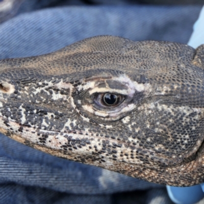 Varanus rosenbergi (Heath or Rosenberg's Monitor) at Mount Ainslie - 22 Jan 2023 by DonFletcher