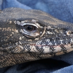 Varanus rosenbergi at Mount Ainslie - suppressed