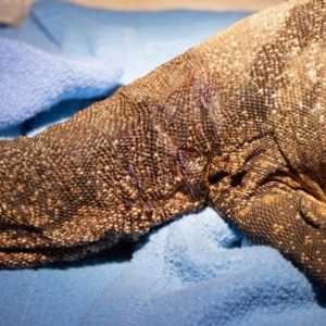 Varanus rosenbergi at Mount Ainslie - suppressed