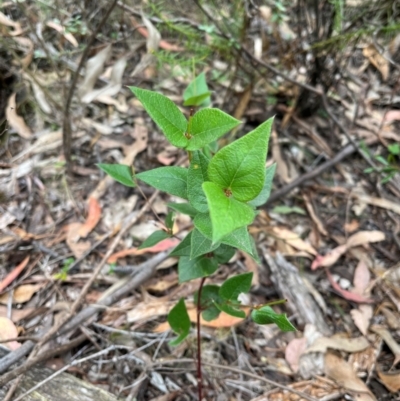 Platylobium montanum subsp. montanum (Mountain Flat Pea) at Burrinjuck Nature Reserve - 7 Jan 2024 by SonyaDuus