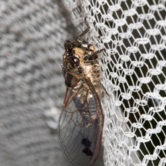 Galanga labeculata (Double-spotted cicada) at Higgins, ACT - 8 Jan 2024 by AlisonMilton